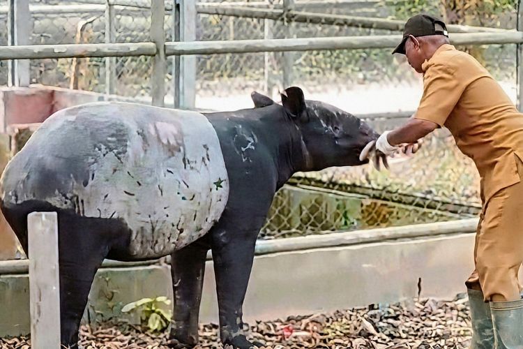 Tapir Betina Terjebak di Parit Perkebunan Mesuji, Alami Luka di Sejumlah Bagian Tubuh