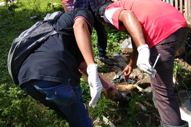 Petugas Dinas Peternakan dan Kesehatan Hewan Kabupaten Dompu sedang melakukan vaksinasi pada anjing peliharaan warga.