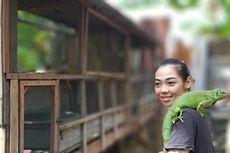 Pasutri Ini Berjualan Iguana, Omzetnya Rp 5 Juta Per Bulan, Pembeli dari Surabaya hingga Jakarta