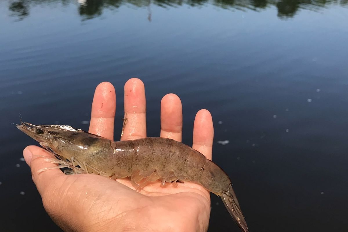 Induk udang budidaya unggul yang dihasilkan di Balai Produksi Induk Udang Unggul dan Kekerangan, Karangasem.