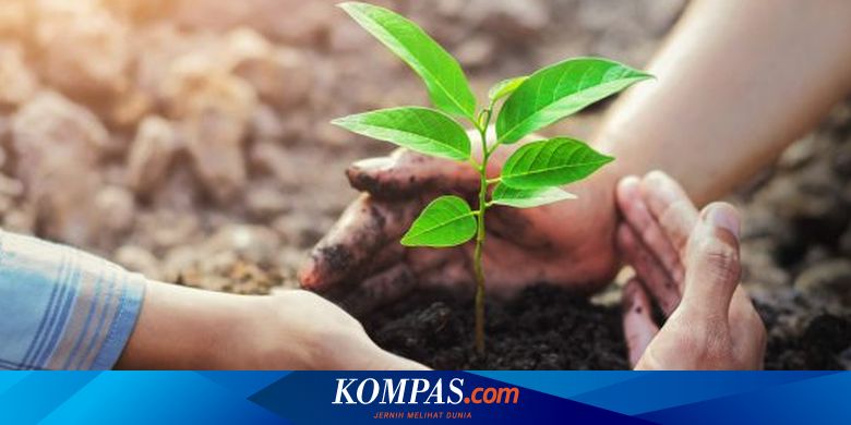 Tips Cara Baru Menanam Tanaman Hias Pohon Pachira Pachira Aquatika Bisa Kepang 9 Dari Biji Di Tisu Youtube