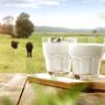 Ini 7 Manfaat Minum Susu Sapi