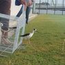 Seperti Ini Cara Petugas Rawat Burung Kaki Bayam, Predator di Lapangan JIS