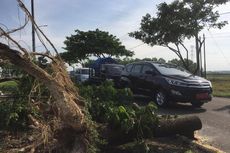 Puluhan Pohon Tumbang, Akses Suramadu Macet Total