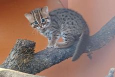 Mengenal Rusty-spotted Cat, Kucing Terkecil di Dunia