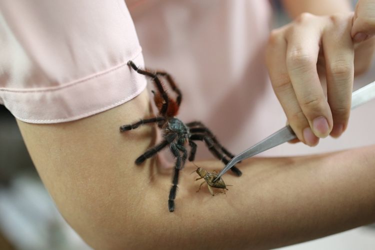 The Ming Chu pemilik ribuan ekor tarantula saat berfoto bersama tarantula di Spider Lovers Petshop, Bandung, Jawa Barat Jumat (4/8/2017). The Ming Chu berhasil mengembangbiakan beragam jenis Tarantula dari dalam dan luar negeri untuk dipelihara menjadi hewan kesayangan dan total yang dipelihara lebih dari 1.000 ekor tarantula.