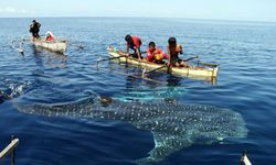 Jaga Habitat Hiu Paus, Teluk Saleh di NTB Diupayakan Jadi Kawasan Lindung Laut