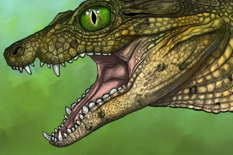 Gambaran artistik Thikarisuchus xenodentes. 
