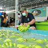 Kisah Pisang Cavendish, Penemunya Bangsawan Inggris