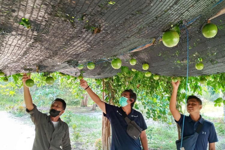 Pengunjung dengan buah markisa di gerbang masuk Bukit Pinteir, Bangka Tengah, Selasa (12/10/2021).