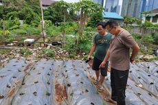 Ketua RW di Karet Tengsin Bangun Kebun Komunal, Warga Boleh Ambil Sayuran Gratis