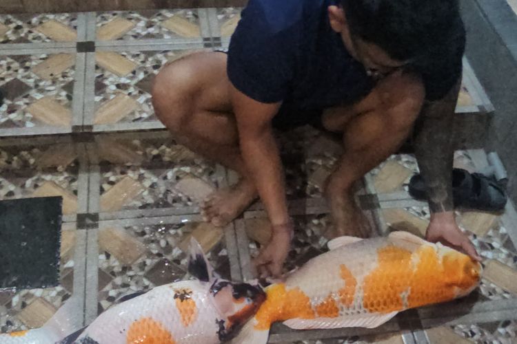 Duka Pencinta Koi Saat Bali 