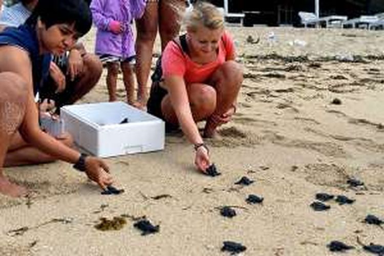 Wisatawan dan aktivis penyu melepas tukik penyu lekang ke laut di pesisir Pulau Serangan, Denpasar, Selasa (16/8/2016). Di pulau ini terdapat pusat konservasi penyu yang menjadi tempat penetasan telur-telur penyu yang diperoleh dari sejumlah daerah di Bali.