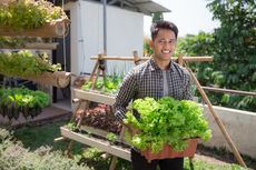 Menanam Sendiri Sayuran di Rumah, Sehat, Hemat dan Menyenangkan
