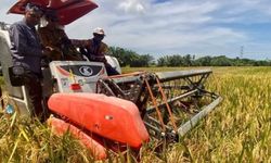 Sawah Aceh Barat Kembali Produktif, Panen Tembus 7 Ton Per Hektar