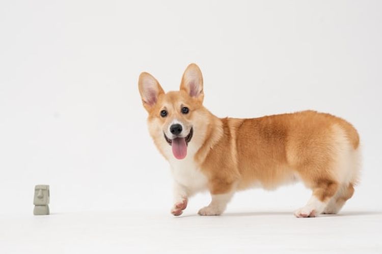 Ilustrasi anjing corgi