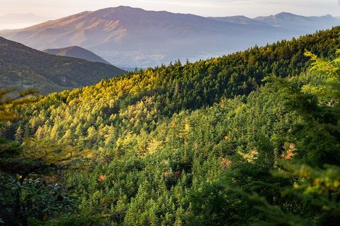 21 Maret adalah Hari Hutan Internasional, Ini Sejarahnya