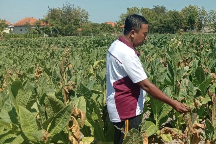 2.500 Tanaman Tembakau Mati Mendadak di Pamekasan, Polisi Selidiki