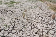 Sawah di Rorotan Kering 2 Bulan Terakhir, Petani Kini Kerja Serabutan 