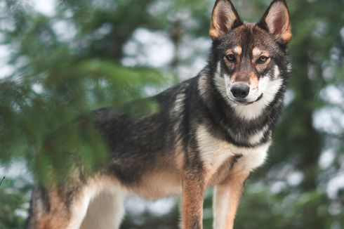 5 Ras Anjing Mirip Serigala yang Bisa Dipelihara