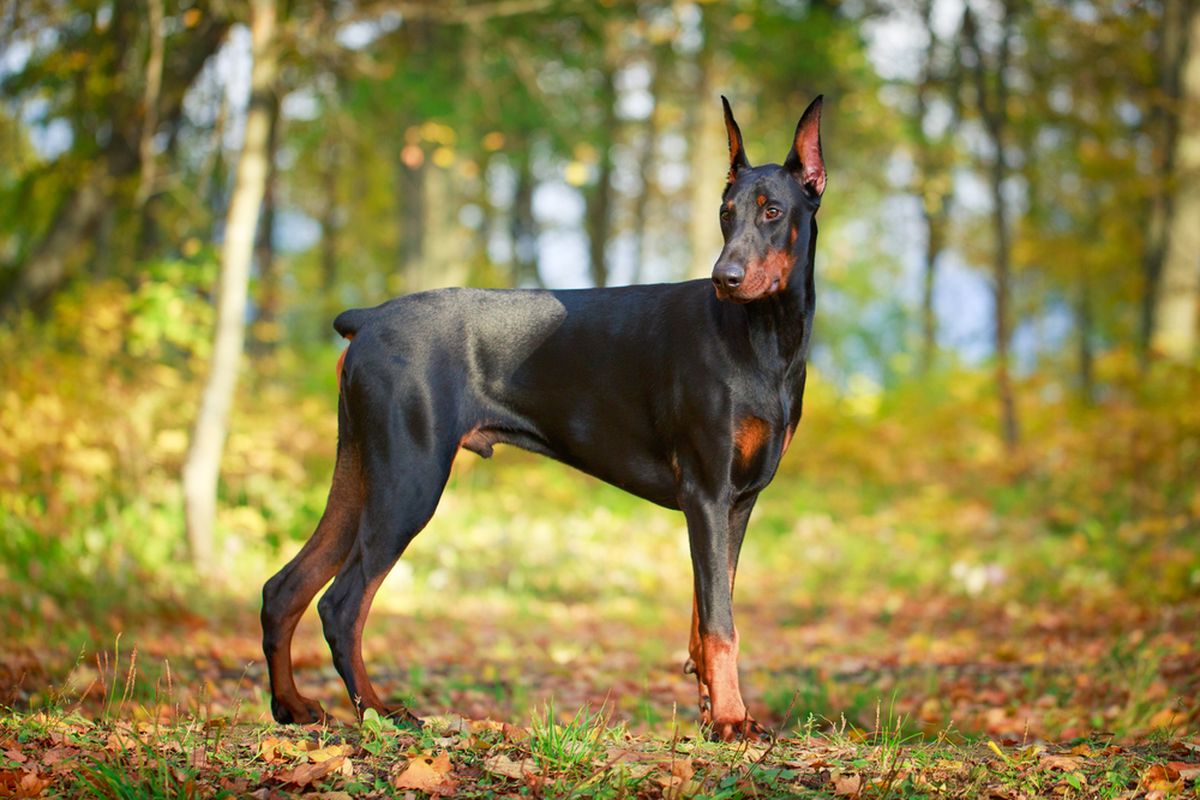 Ilustrasi anjing Doberman pinscher. 