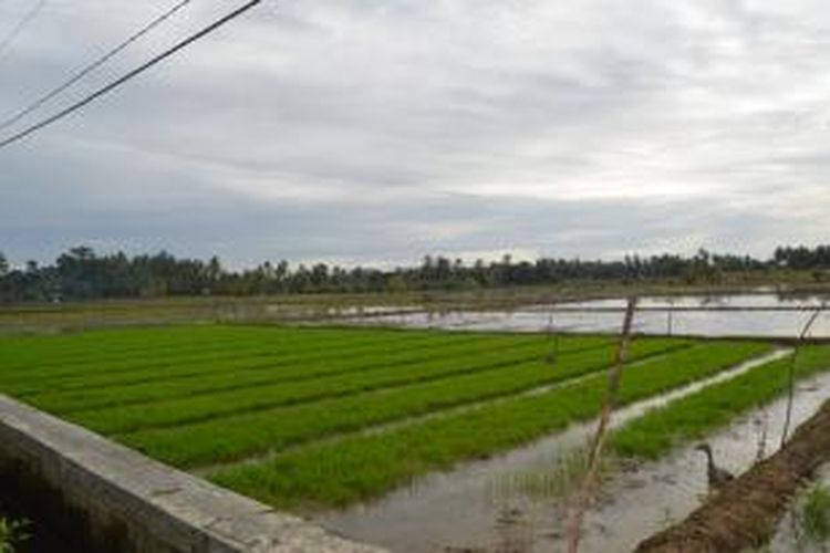 Bibit padi di hamparan sawah yang siap ditanami, tidak kurang dari 3.000 hektare sawah menggantungkan suplai air dari Danau Kuranding