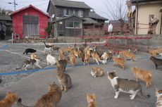 Ditinggalkan Penduduk, Pulau Kucing di Aoshima Jepang Terancam Hilang