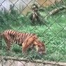Viral, Video Harimau Berbadan Kurus Makan Rumput di Kebun Binatang Medan, Ini Penjelasannya