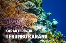 Mengetahui Karakteristik Terumbu Karang 