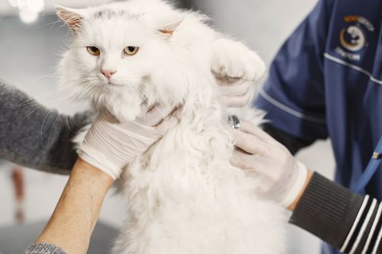 Ilustrasi operasi sterilisasi kucing