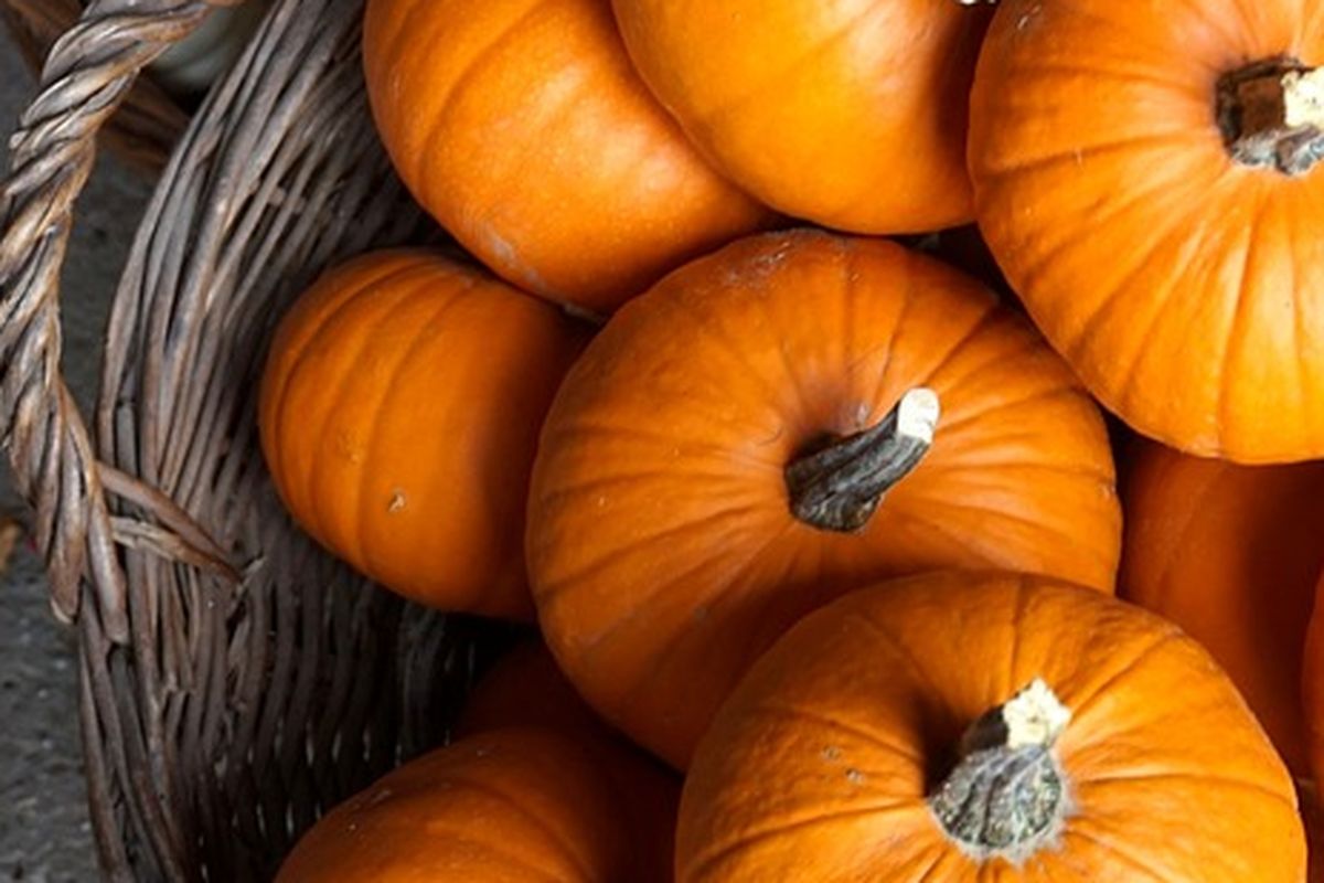 Ilustrasi labu kuning yang sudah dipanen