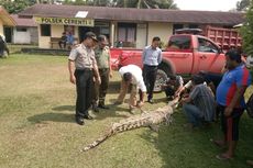 Diarak Warga, Seekor Buaya Stres dan Dehidrasi lalu Mati