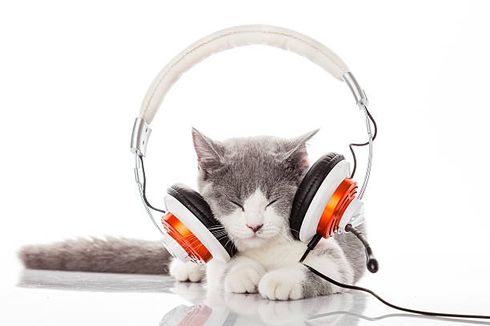 Manfaat Positif Mendengarkan Musik bagi Kucing Peliharaan