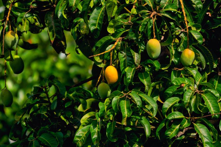 Kenali empat hama yang sering menyerang pohon mangga dan membuat pohon gagal berbuah.