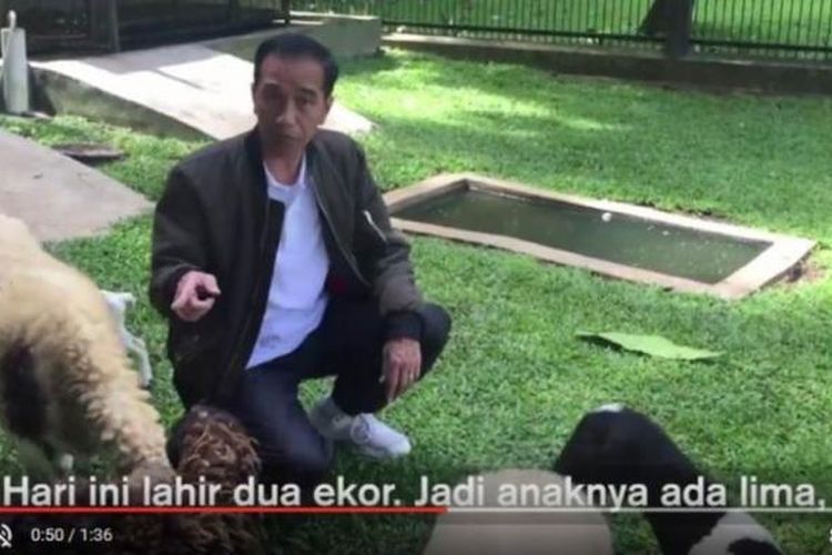 Presiden Joko Widodo kembali membuat vlog, Senin (13/3/2017) dengan menayangkan kelahiran kambing peliharaannya di Istana Bogor.