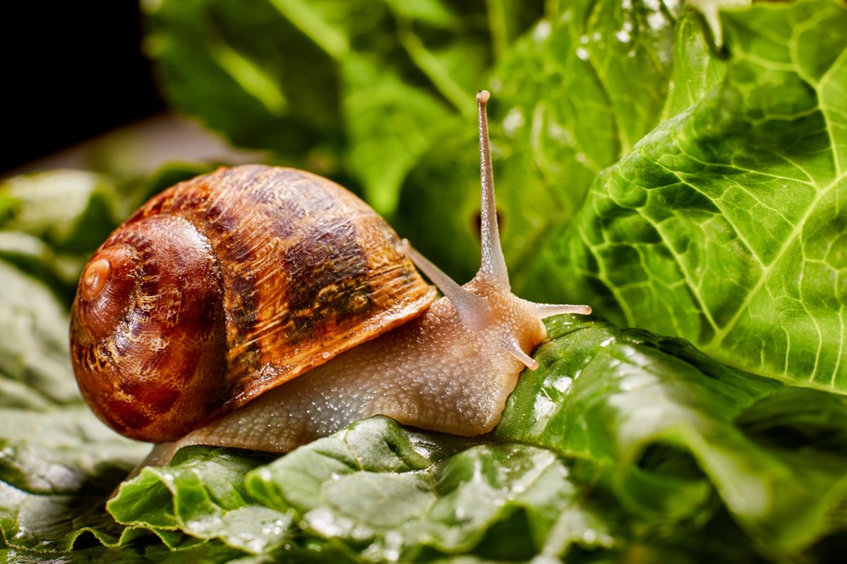 Siput bisa menjadi salah satu hama yang merusak tanaman.