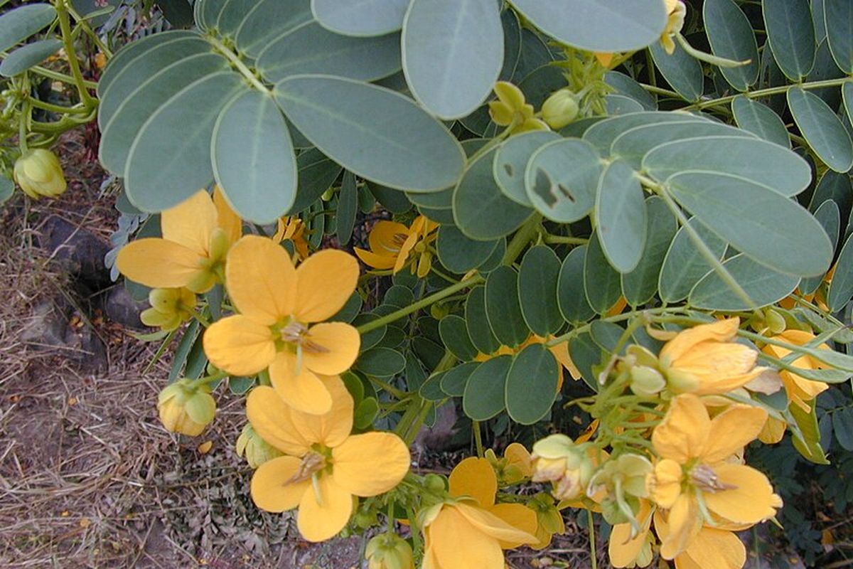 Ilustrasi - daun senna atau daun jati cina