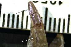 Fosil Gigi Berusia 42 Juta Tahun Ungkap Mamalia Bergigi Pedang Pertama