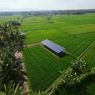 Dalam 5 Tahun, 554.000 Hektar Sawah Hilang Jadi Industri dan Perumahan