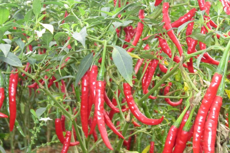 Ilustrasi tanaman cabai.