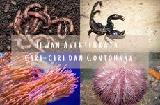 Hewan Avertebrata: Ciri-ciri dan Contohnya