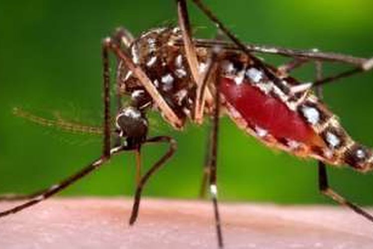 Virus Zika yang disebabkan gigitan nyamuk telah menyebar di Asia Tenggara setelah mewabah di Amerika, yang dimulai di Brasil pada awal 2015.