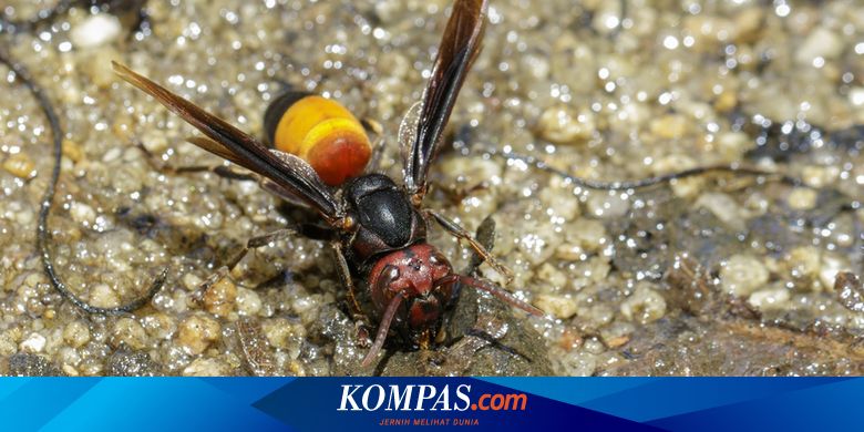 Cara Damkar Musnahkan Sarang Tawon Vespa Affinis Di Rumah Dan Pohon Cara Damkar Musnahkan Sarang Tawon Vespa Affinis Di Rumah Dan Pohon