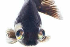 Ikan Hias Asal Tulungagung Kuasai 90 Persen Pasar Indonesia