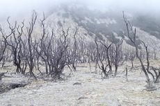 Gunung Papandayan Buka Kembali, Operator Wisata Sudah Terima Pendaki