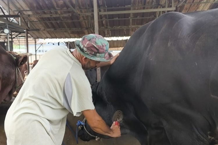 Di Balik Nama Sambo, Sapi Kurban Prabowo di Tangerang yang Ternyata 