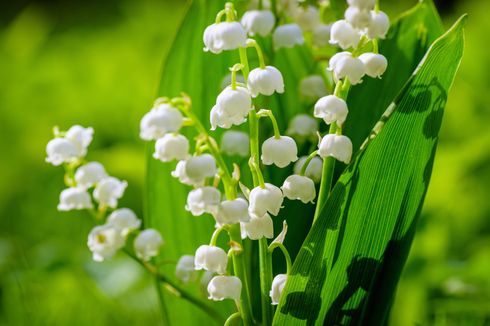 9 Fakta Menarik Bunga Lily of the Valley,  Favorit Pengantin Kerajaan