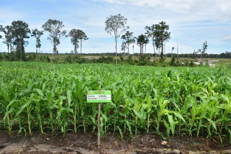 Pengembangan tanaman jagung pada lahan food estate Gunung Mas, Kalimantan Tengah. 
