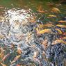 Selokan Ikan di Pamulang Disebut Pernah Dikunjungi dan Dipuji Airin Rachmi Diany