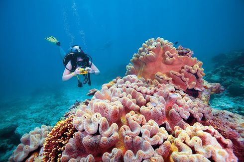 Jalan-jalan ke Australia, Bertemu Satwa Liar Langsung di Habitat Aslinya